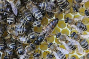 підсадка матки у вулик