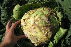 Болезни крестоцветных культур (капуста, редис, редька, репа)
