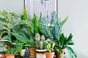 8 самых неприхотливых комнатных растений