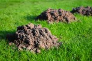 Как бороться с кротами на дачном участке?