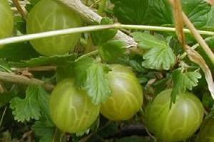 Помогаем кустам смородины, малины и крыжовника восстановить силы