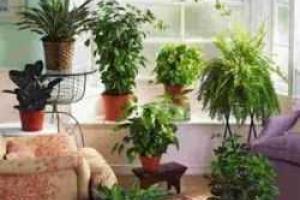 Комнатные цветы, Уход за комнатными цветами осенью
