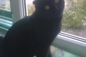 ВИДЕО:  Кот и печенье