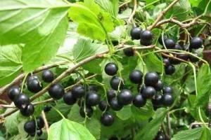 Заготовки из черной смородины