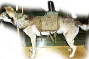 Лента Памяти. Расстрелять бы войну перед строем людей  (По рассказам отца) 