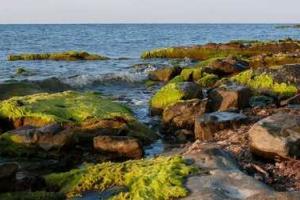Ученые разработали новый способ получения биотоплива из водорослей