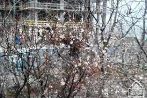 В Одессе зацвели японская слива, жасмин и жимолость