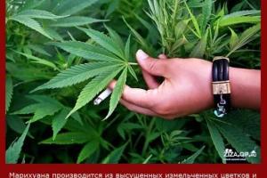 На Одесчине правоохранители изъяли 50 кг марихуаны стоимостью 850 тысяч гривен