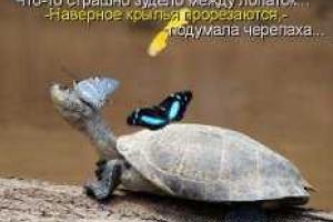  "Крылья для черепахи".  Зинаида Новоточенова, г. Северодонецк