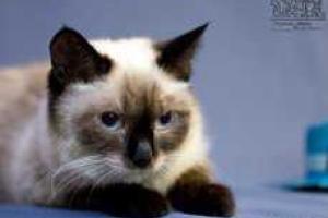 Юрий Бочаров "Про кошку Симу"