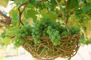 ТОП продуктов, которые очищают организм