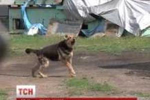 7-летнего мальчика загрыз домашний пес в Николаевской области
