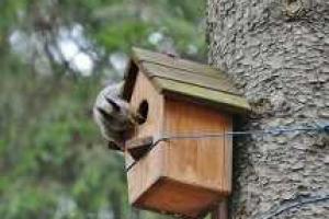 У каждого зверька  свой домик