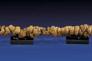 Раритетные экскременты уйдут с молотка за 10 тысяч долларов