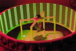 Американские ученые начали создавать бабочек-киборгов