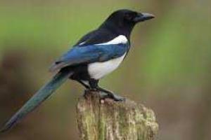 С сорок сняли клеймо воровок