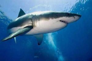 Акулы чаще нападают на мужчин, чем на женщин