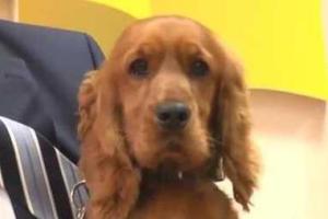 Общественности показали самого честного таможенника Украины