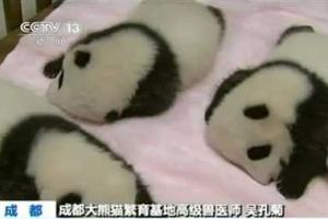 9 детенышей родила панда в Китае