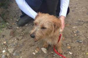 Собака упала с 30-метровой скалы и выжила