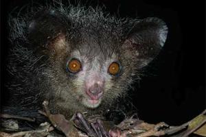 WWF составил список самых страшных животных Земли