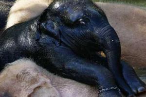 К стаду слонов-альбиносов в Мьянме прибился маленький черный слоненок