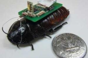 Тараканы-роботы помогут искать людей под завалами