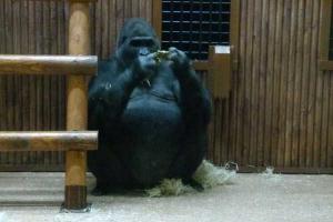 Будущая пани Кличко подарила новый дом для гориллы из Киевского зоопарка