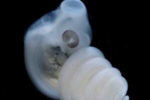 Ученые объяснили происхождение внешних гениталий