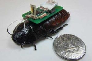 Тараканов-киборгов научили искать людей под завалами