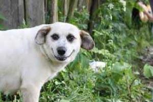 Собаки отлично понимают человеческую речь - доказано учеными