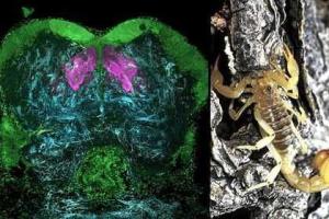 Ученые обещали найти общие черты мозга у насекомых и людей