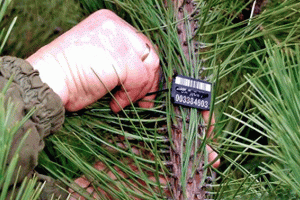 Луганская милиция проводит рейды по недопущению незаконной вырубки новогодних деревьев