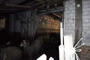 На Харьковщине четверо преступников вывезли с хозяйства более двух десятков овец