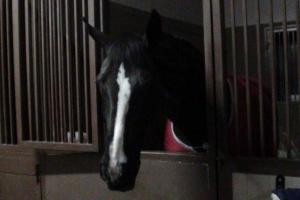 Налоговая милиция Харьковщины обнаружила «конвертцентр» в конюшне