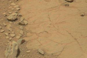 На Марсе обнаружен череп травоядного динозавра, - СМИ