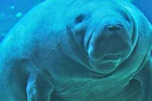 "Морские коровы" застряли в канализации США