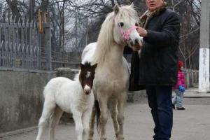 В Одесском зоопарке у белой лошади родился жеребенок