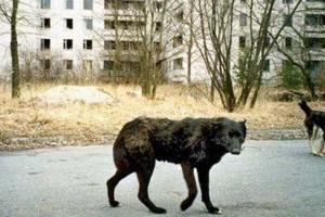 Год русской весны в Донецке