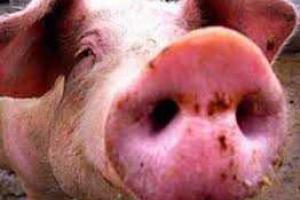 В России двое рабочих изнасиловали свиноматку