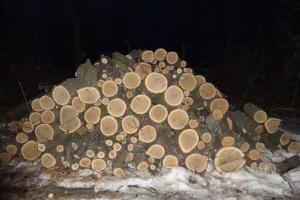 На Харьковщине задержаны мужчины, которые незаконно вырубали лес