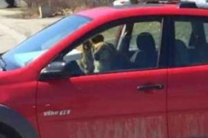 2 пса «угнали» автомобиль хозяина и довели до истерики парней
