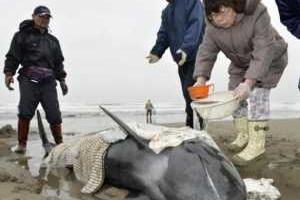 В Японии массово выбросились на берег дельфины