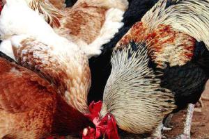 Ученые идентифицировали новые вирусы птичьего гриппа