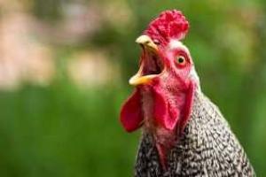 В Великобритании домашняя курица сбежала из дома в соседнее графство