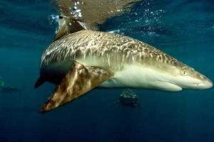 Акула умерла от сердечного приступа