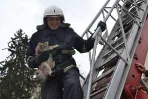 Львовские спасатели сняли с дерева кота