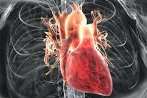 Невысокий рост повышает риск сердечных заболеваний