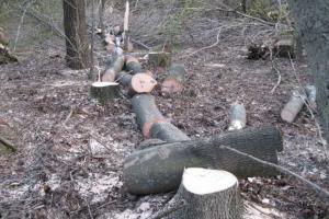 На Кировоградщине злоумышленники напилили деревьев на 100 тысяч гривен
