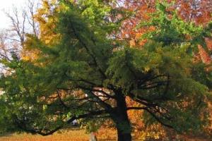 В Харькове высадят деревья самого древнего вида 